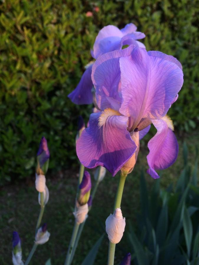 In Giardino B&B Cassina de' Pecchi ภายนอก รูปภาพ