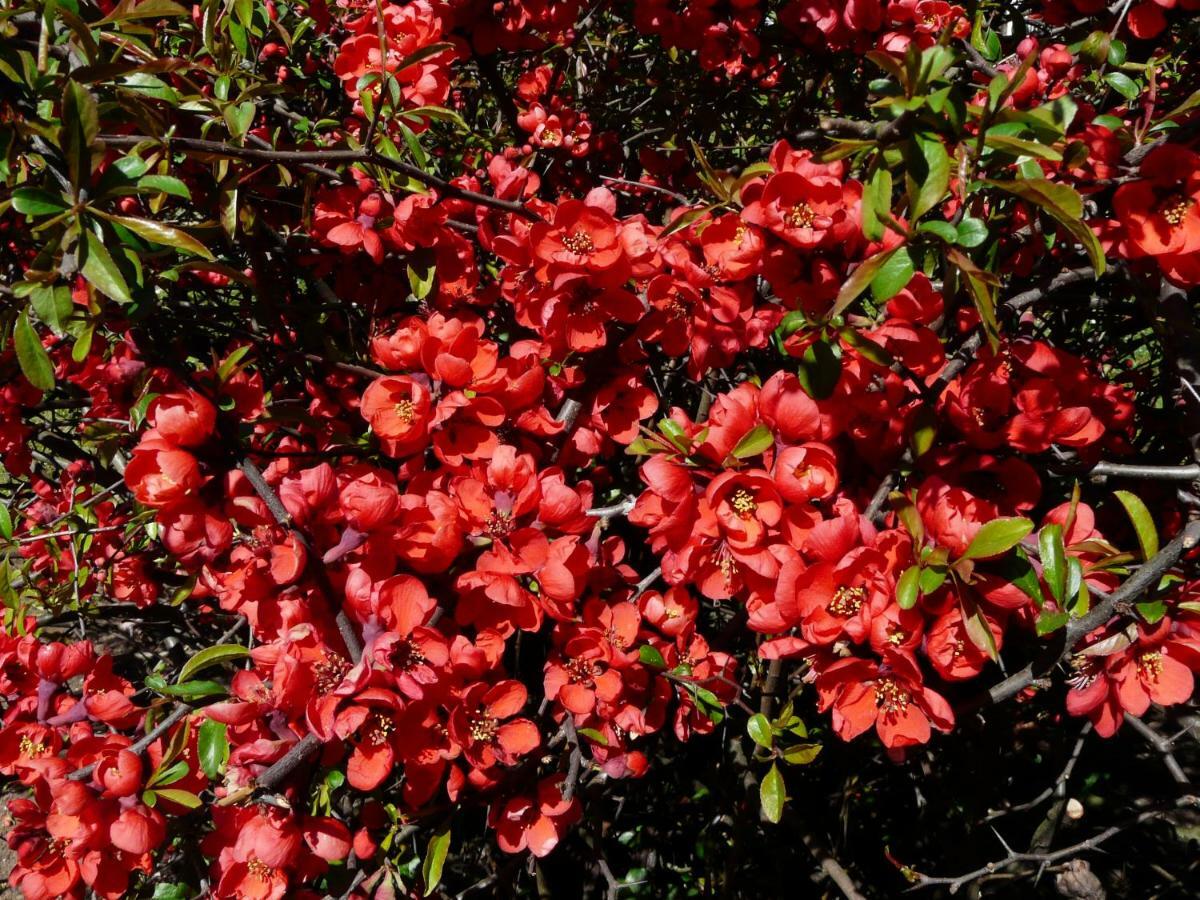 In Giardino B&B Cassina de' Pecchi ภายนอก รูปภาพ
